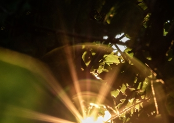 Sun shining through leaves